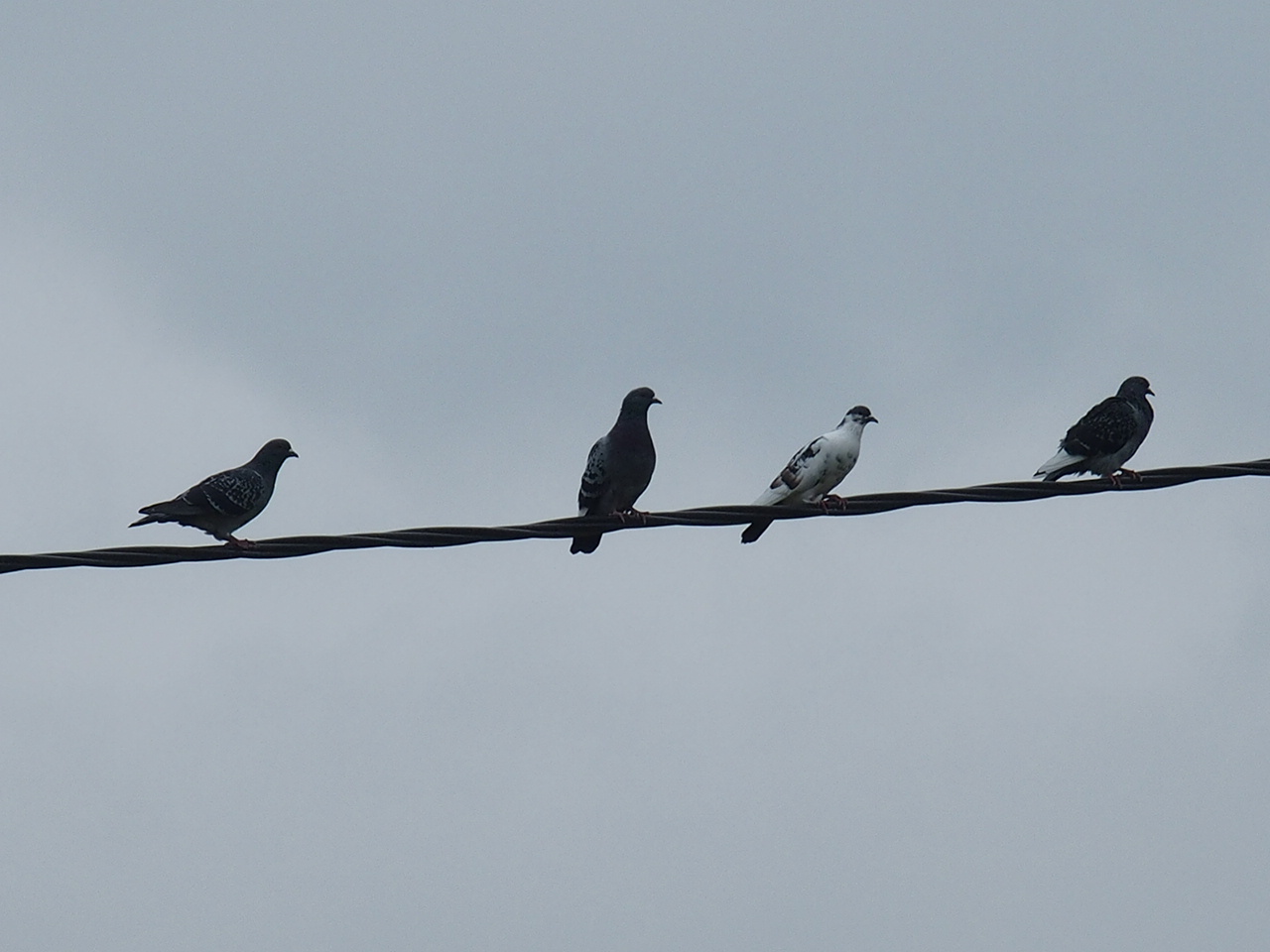 Aucune photo pour cette étape.